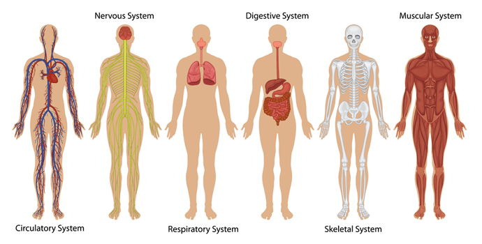 body-sytems