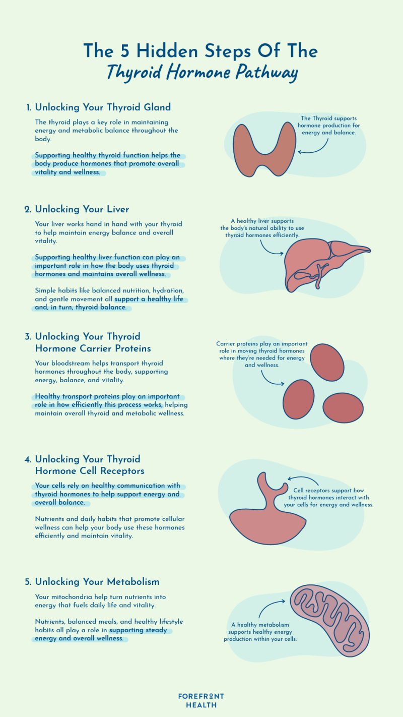Infographic of 5 step thyroid hormone pathway