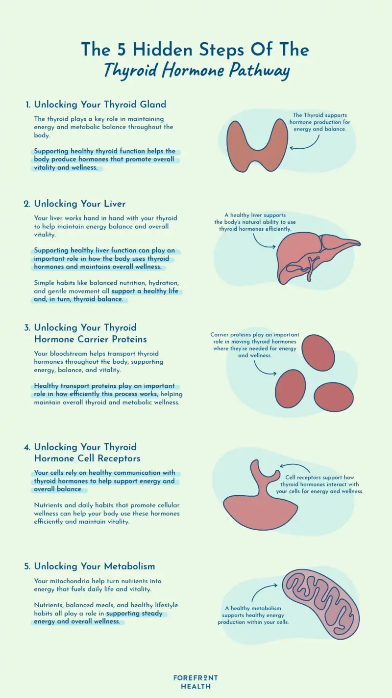 Infographic of 5 step thyroid hormone pathway