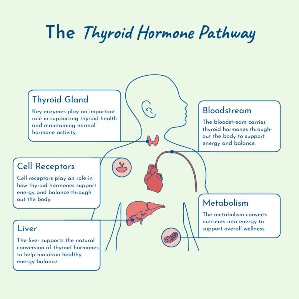 thyroid hormone pathway