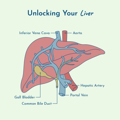 Thyroid Pathway: Unlocking Your liver