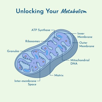 Thyroid Pathway: Unlocking your mitochondria