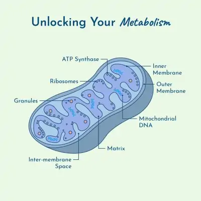 Thyroid Pathway: Unlocking your mitochondria