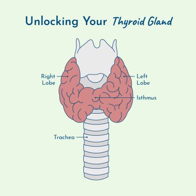 unlocking your thyroid gland