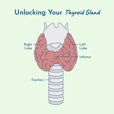 unlocking your thyroid gland