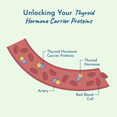 Thyroid Pathway: Unlocking your transport proteins