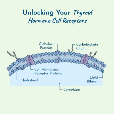 Thyroid Pathway: Unlocking your cell receptors