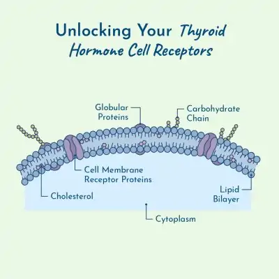 Thyroid Pathway: Unlocking your cell receptors