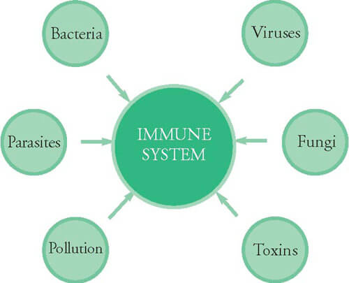 immune-system-viruses-parasites