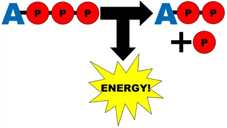 atp-energy