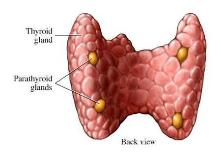 parathyroid-glands