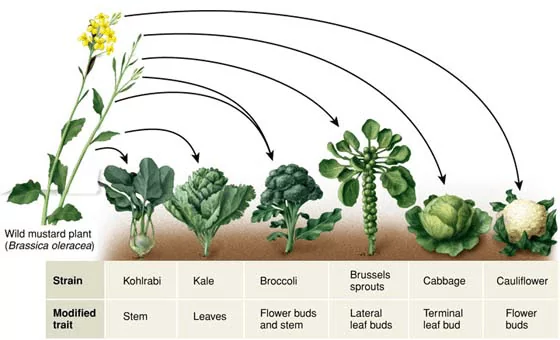 man-made-cruciferous-vegetables