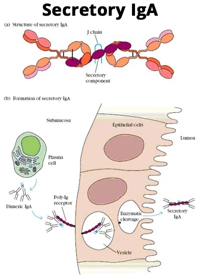 secretory-IgA