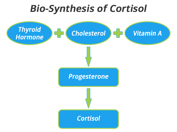 cortisol-synthesis