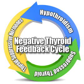 thyroid-feedback-cycle