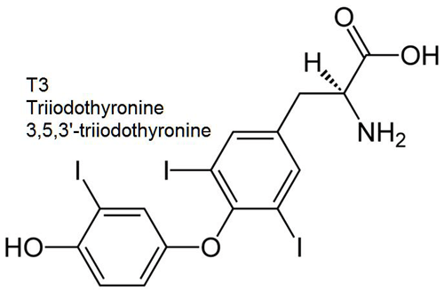 thyroid-hormone