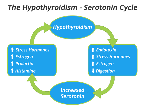 hypothyroidism-serotonin-cycle