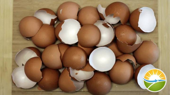 eggshell-calcium-step1