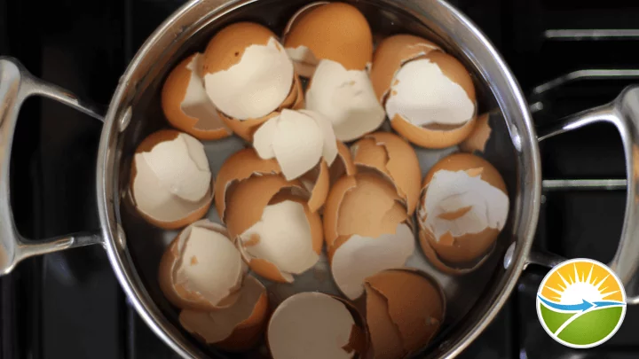 eggshell-calcium-step3