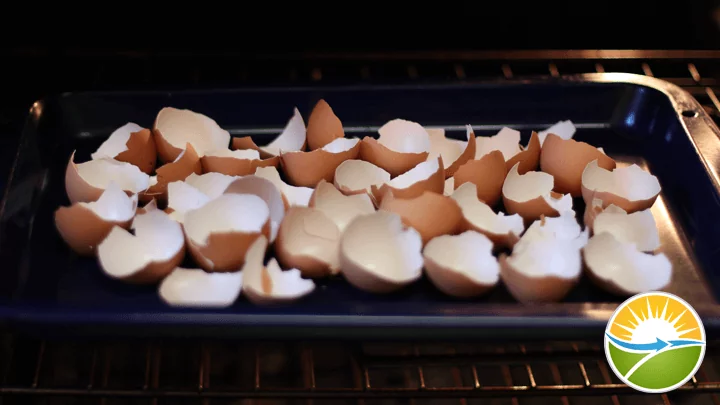eggshell-calcium-step4