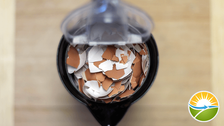 eggshell-calcium-step5
