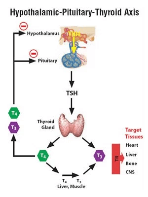 hpt-axis