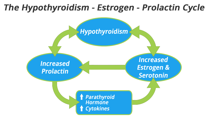 hypothyroidism - estrogen - prolactin cycle