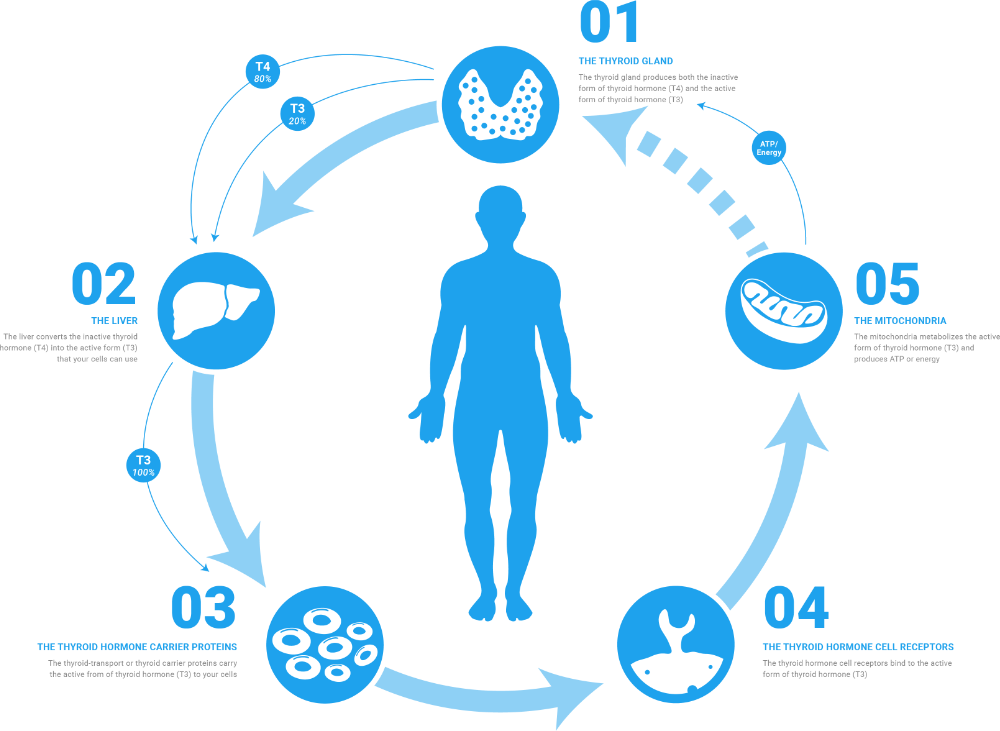 thyroid-hormone-pathway-notitle