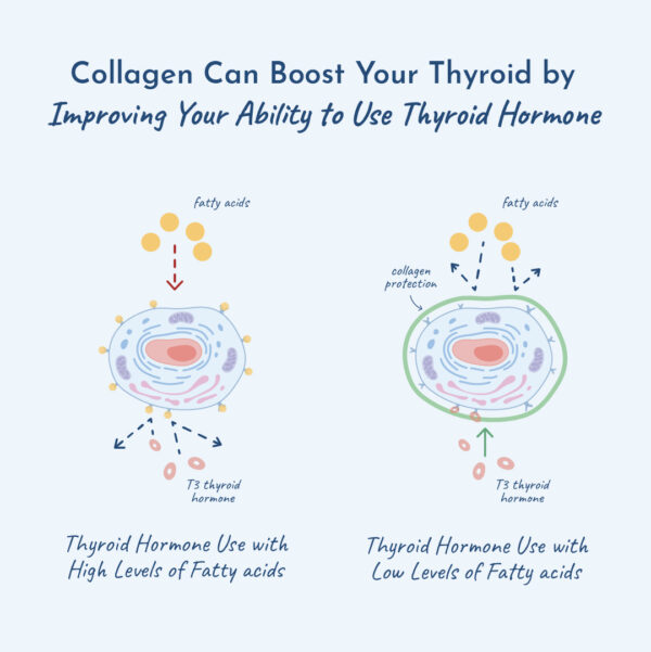 Illustration showing collagen increases use of T3