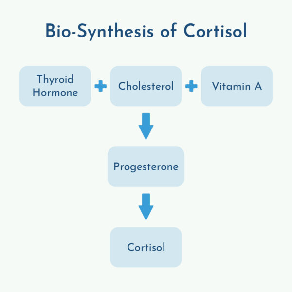 Graphic of the bio-synthesis of cortisol from thyroid hormone