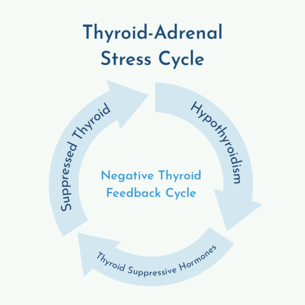Graphic of the thyroid-adrenal stress cycle