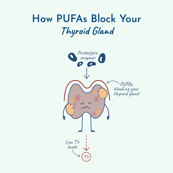 Graphic of how PUFAs block your thyroid gland