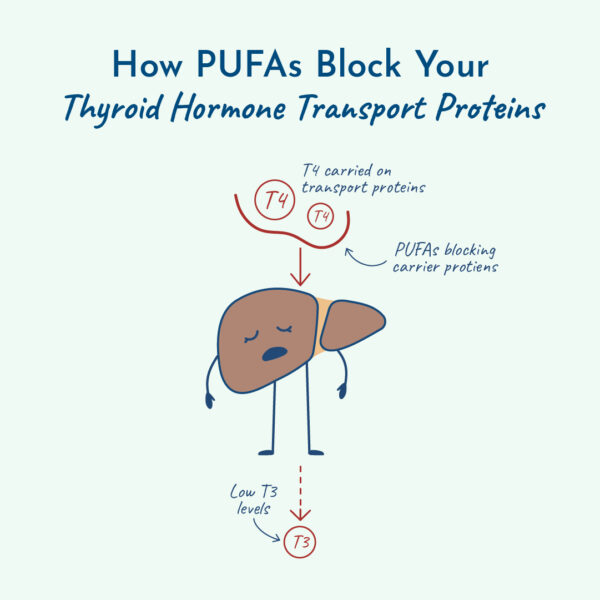 Graphic of PUFAs blocking thyroid transport proteins