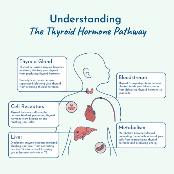 Graphic of the Thyroid Hormone Pathway