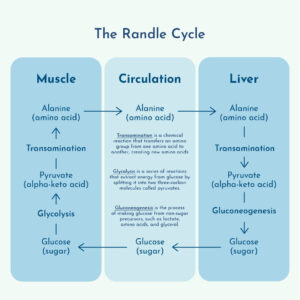 Graphic showing the Randle Cycle