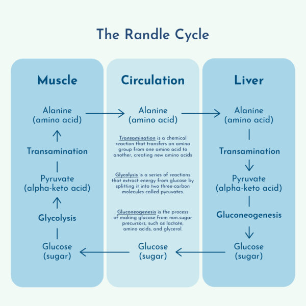 Graphic showing the Randle Cycle