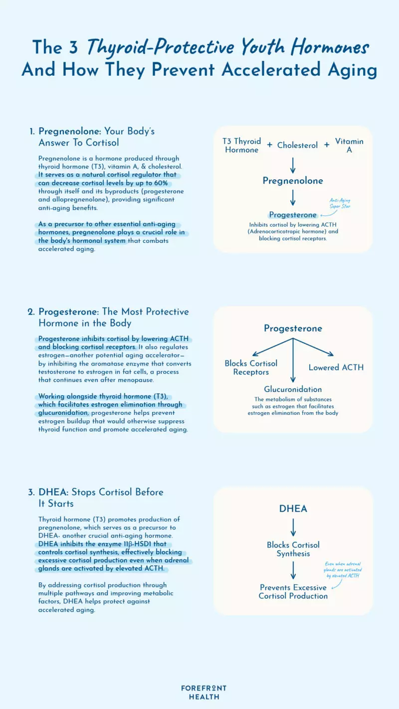 Infographic of 3 thyroid protective youth hormones