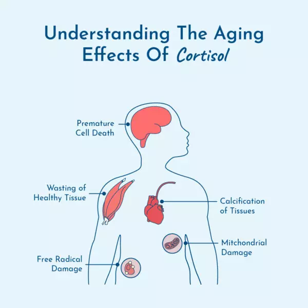 Graphic of the aging effects of cortisol