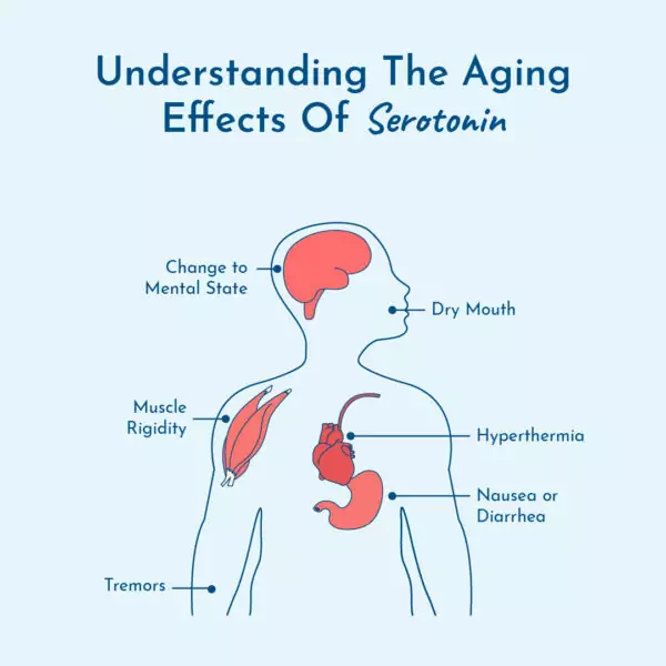 Graphic showing the aging effects of serotonin