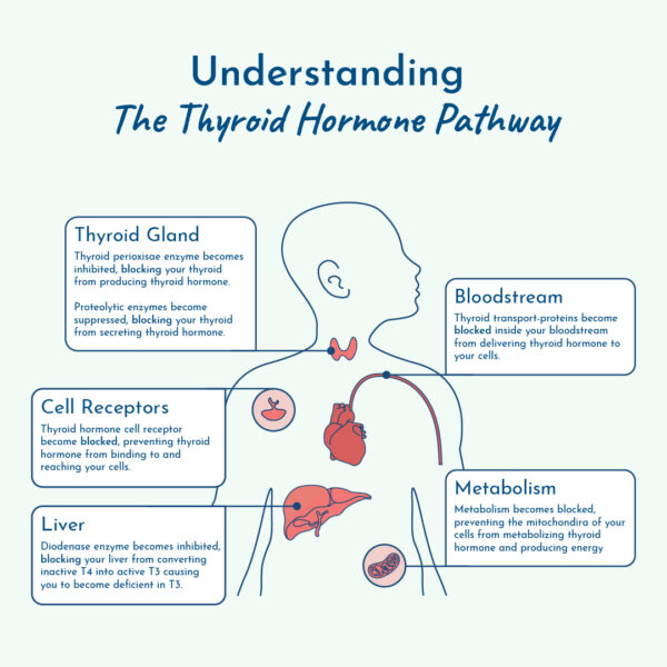 Thyroid Hormone Pathway