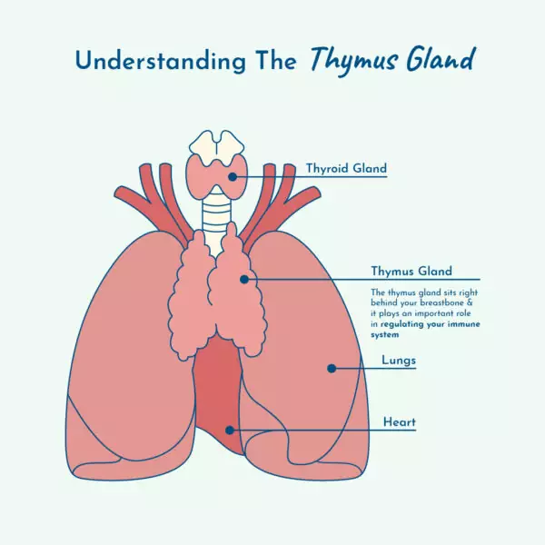Location of thymus gland