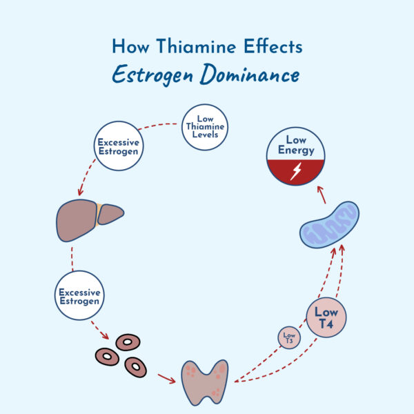 Graphic showing how thiamine effects estrogen dominance