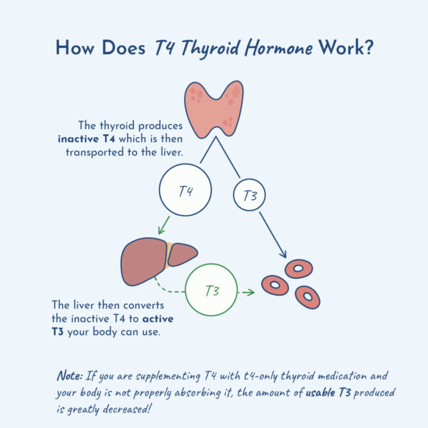 Diagram showing How T4 Thyroid Hormone Works