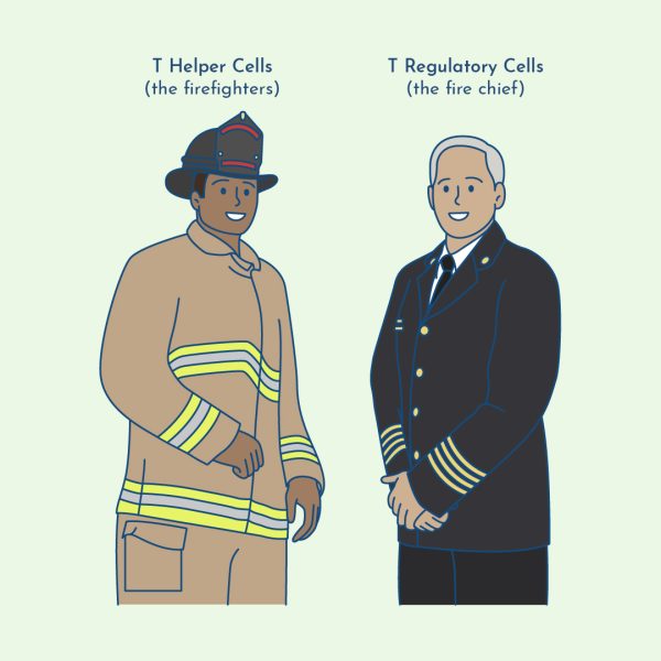 Thyroid support nutrients protect thyroid immune activity