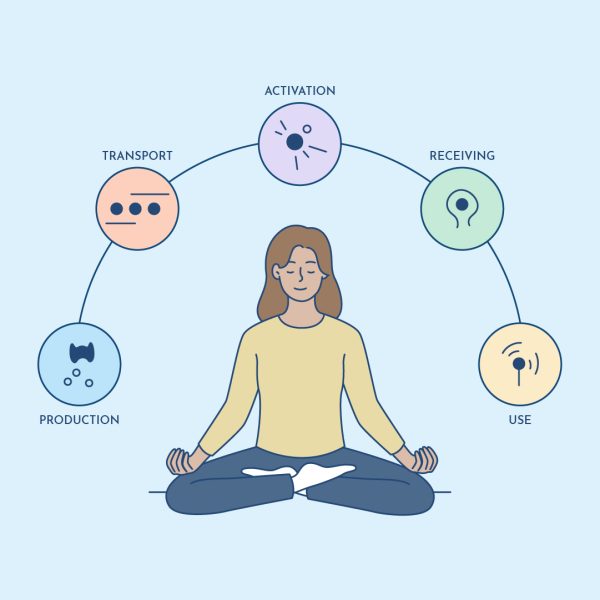 thyroid support