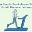 eat less exercise more thyroid