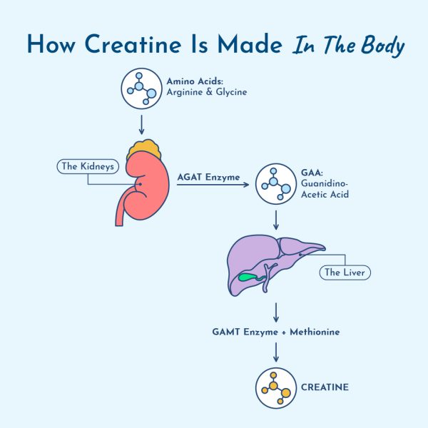How creatine is made in the body