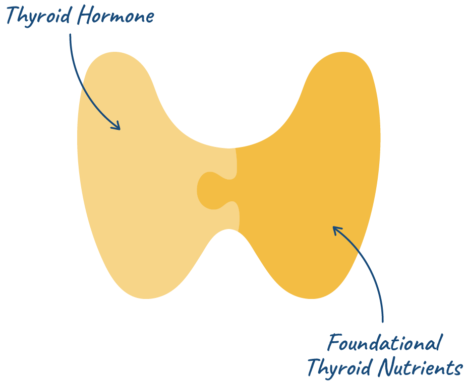 2-part-problem Thyroid gland made up of two connected pieces - thyroid hormone and foundational thyroid nutrients