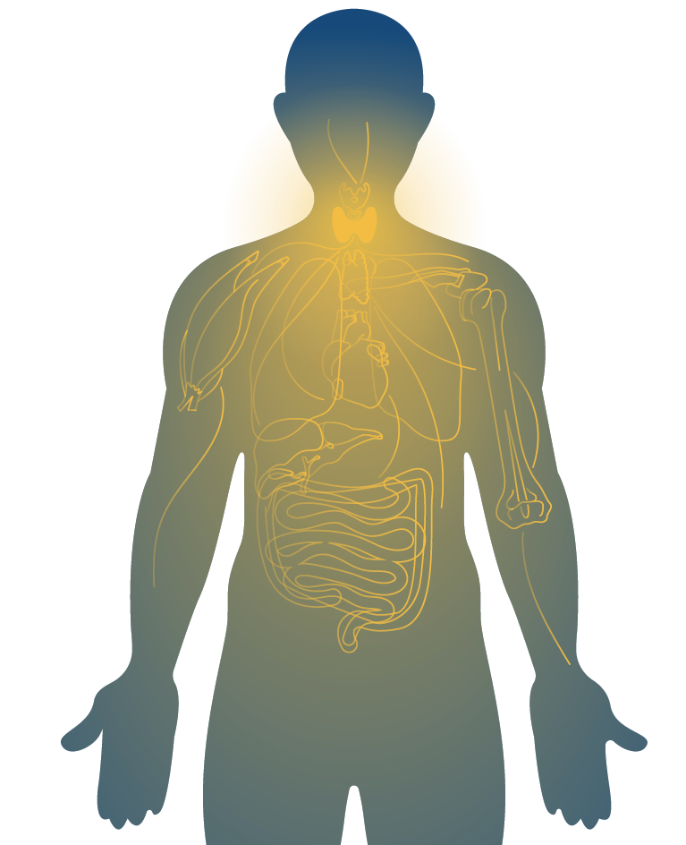 thyroid-activation