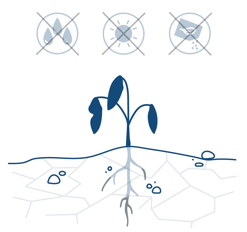 Plant struggling to grow strong without adequate environment